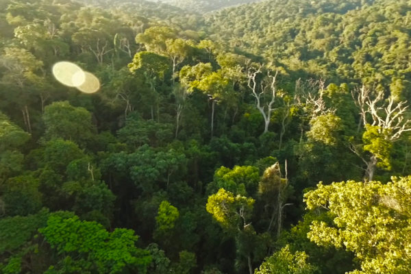 Faute d’une restitution officielle de la COP25, la société civile environnementale veut faire sa restitution