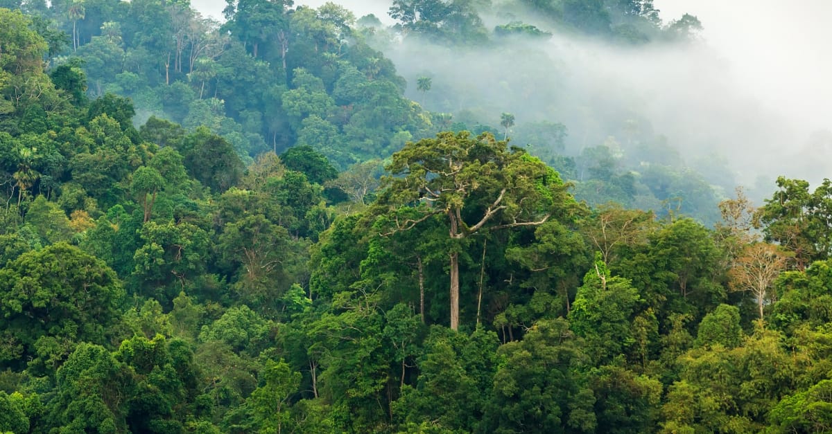 Une note de positionnement du GTCR-R sur le futur cadre politique et réglementaire du secteur forestier en RDC