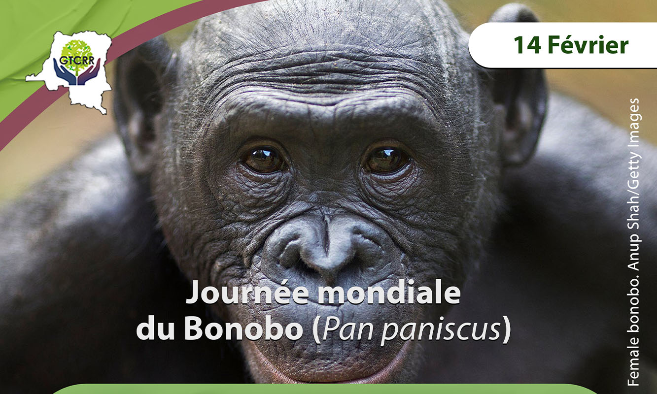 Journée mondiale du Bonobo : voici 14 faits scientifiques et intrigants sur le bonobo