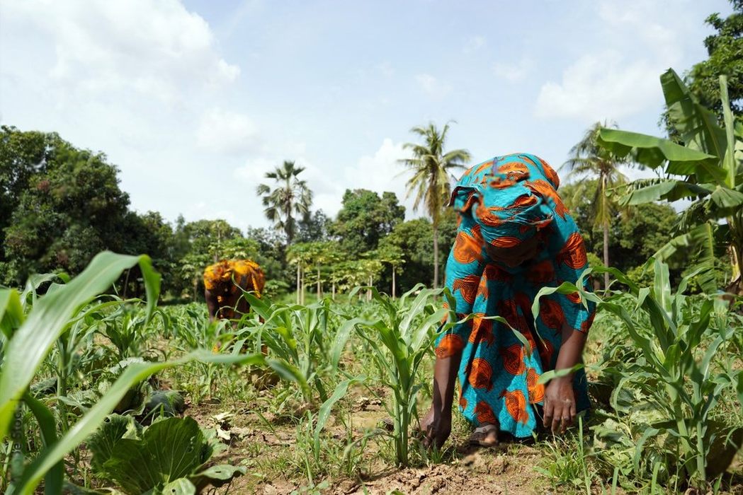 Loi agricole en RDC : Le GTCRR relance le plaidoyer pour la souveraineté alimentaire et la gouvernance alimentaire